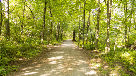 Sentier en forêt avec beaucoup d'arbres durant l'été.